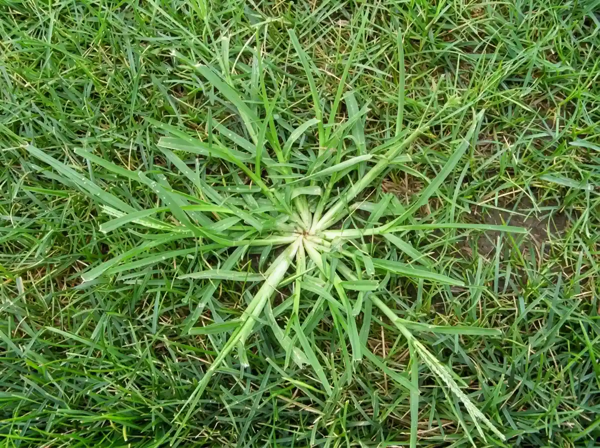 Removing Goose Grass, Lubbock