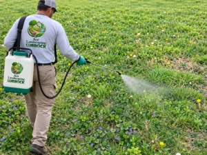 Spraying and Removing Goathheads, Grassburs and Goose Grass in Lubbock